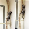 Hand Crafted Cat Climbing Rope